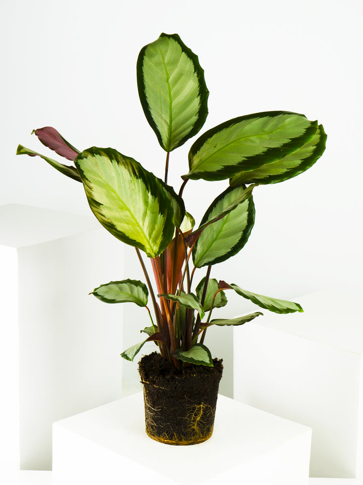 Calathea Argentea - nāu green