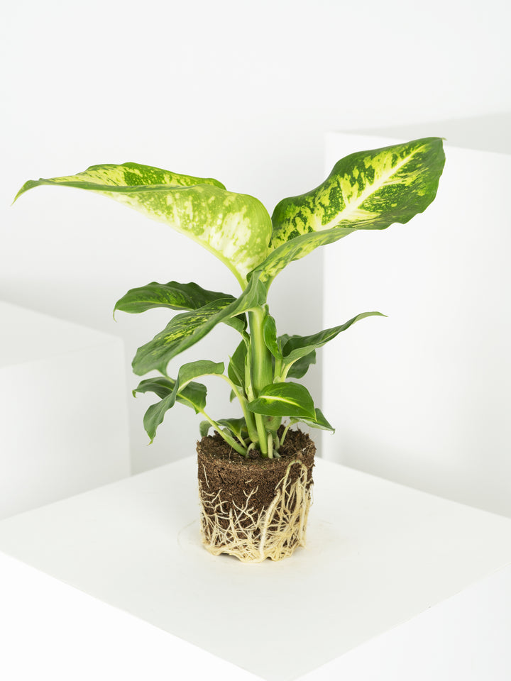 Mini Dieffenbachia Compacta - nāu green