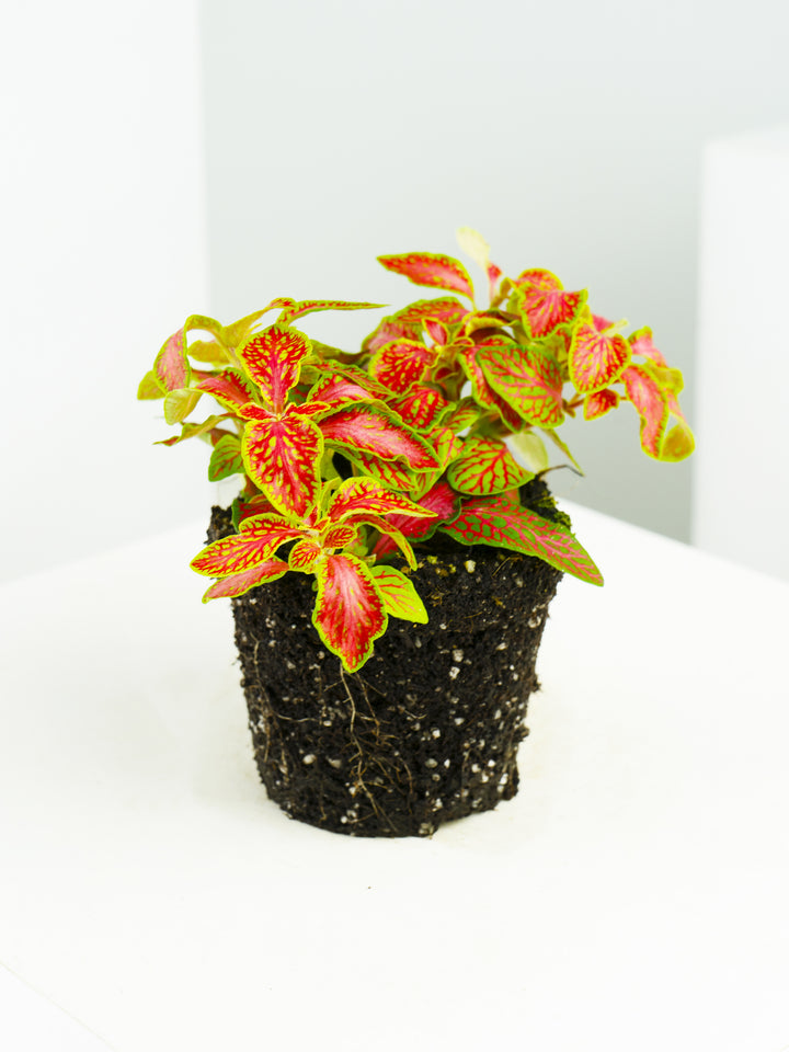 Fitonia Roja con Verde Claro - nāu green