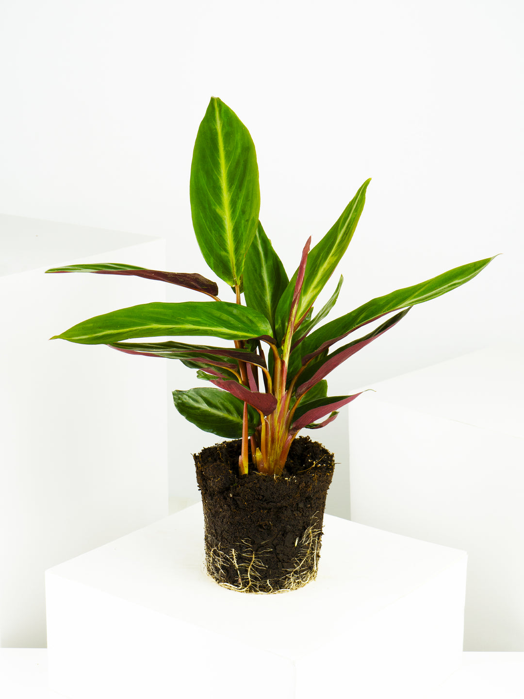 Calathea Sanguínea - nāu green