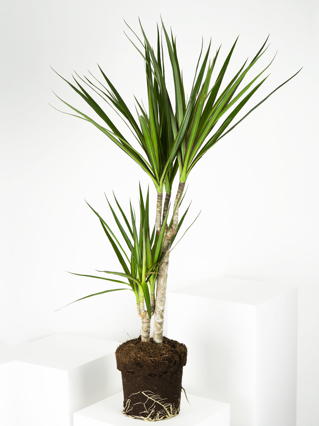 Dracaena Marginata - nāu green