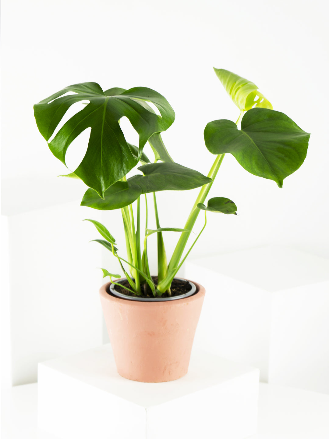 Monstera Deliciosa - nāu green