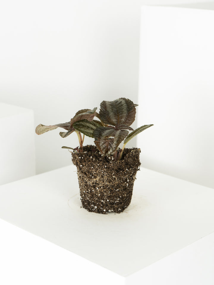 Mini Pilea Involucrata Magenta - nāu green