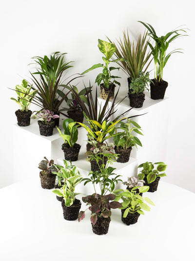 Pack de Mini Plantas - nāu green