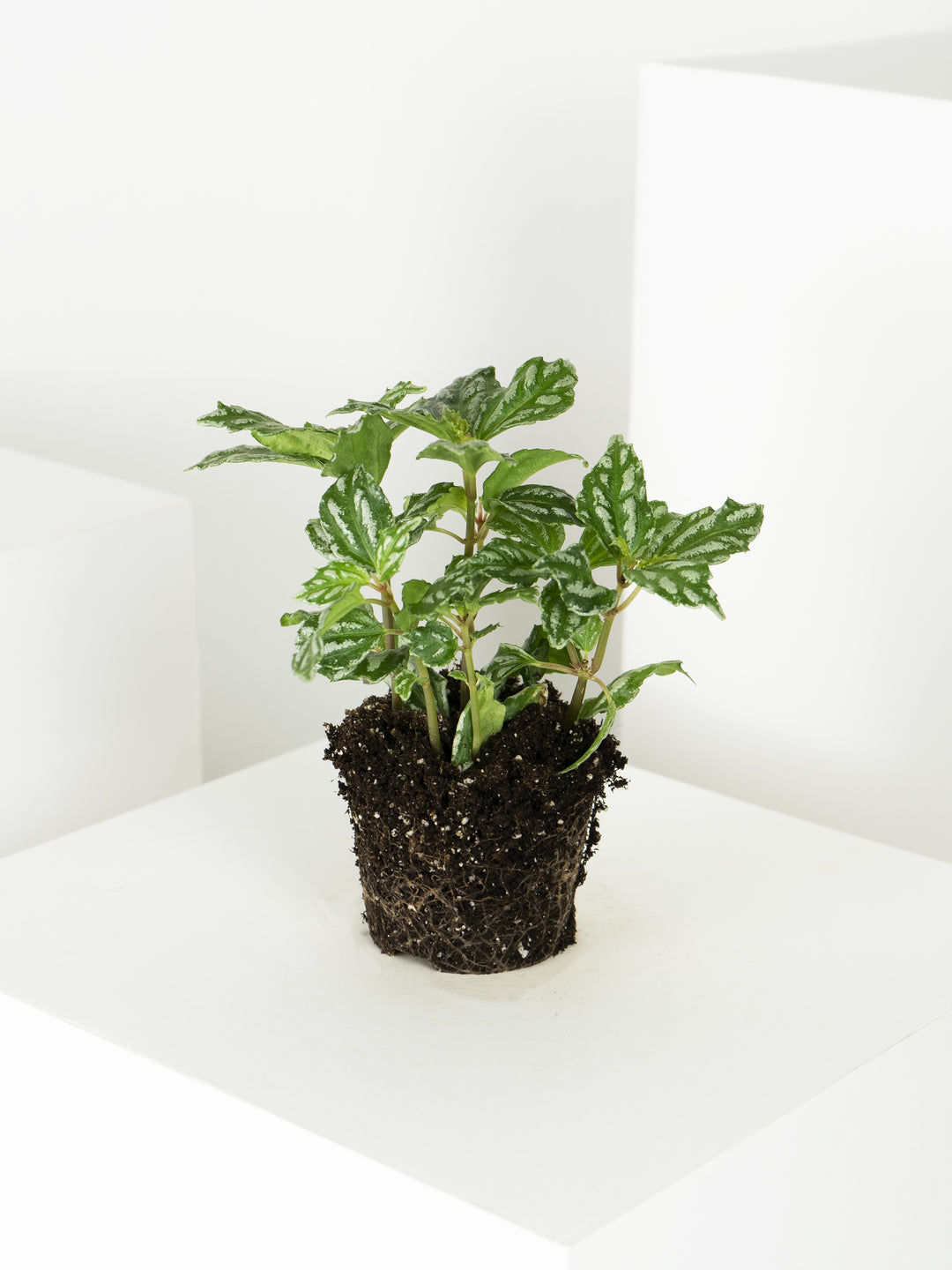 Mini Pilea de Sandía o Cadierei - nāu green