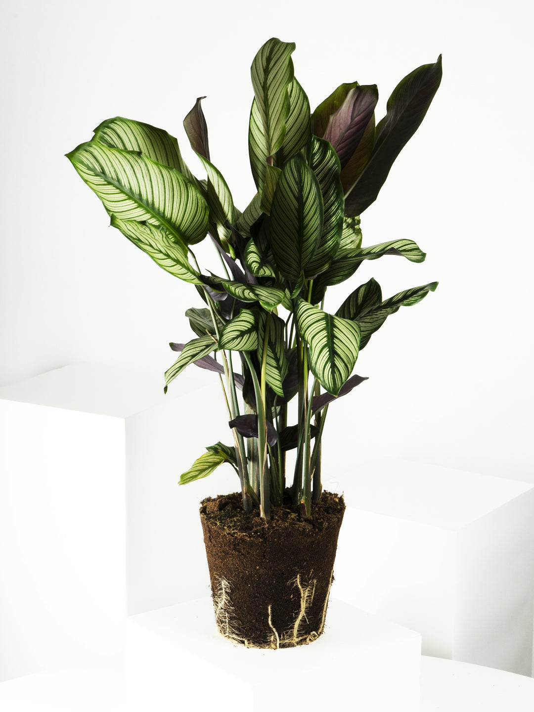 Calathea White Star - nāu green