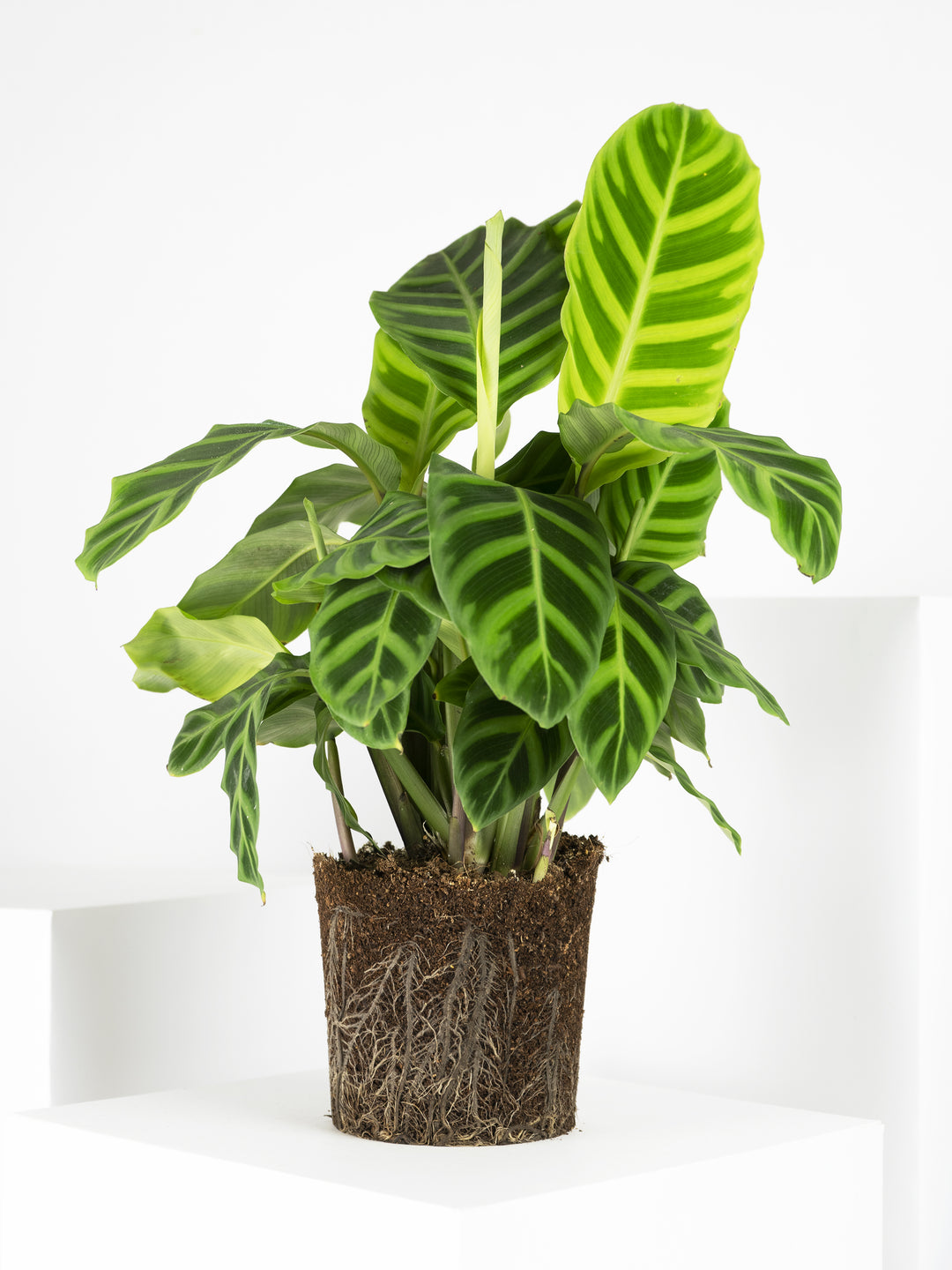 Calathea Zebrina - nāu green