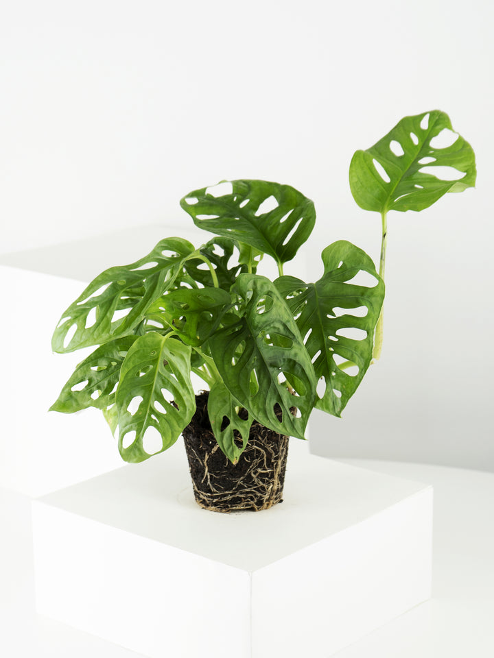 Monstera Obliqua Monkey - nāu green