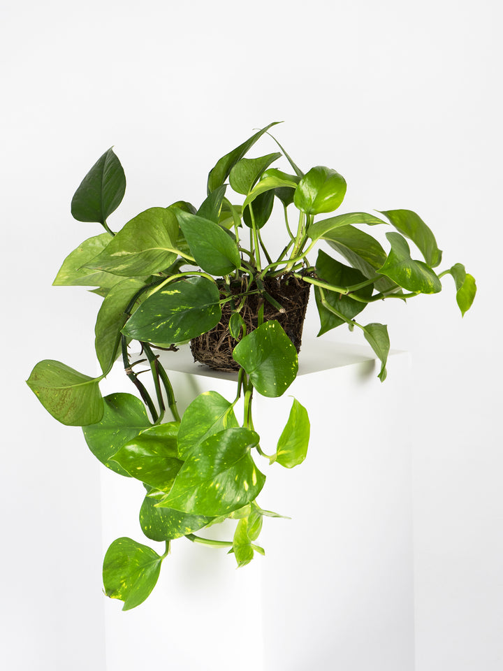 Pothos Colgante - nāu green