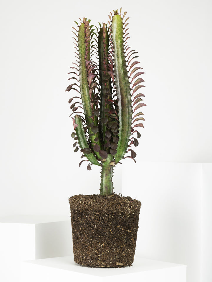 Euphorbia Trigona - nāu green