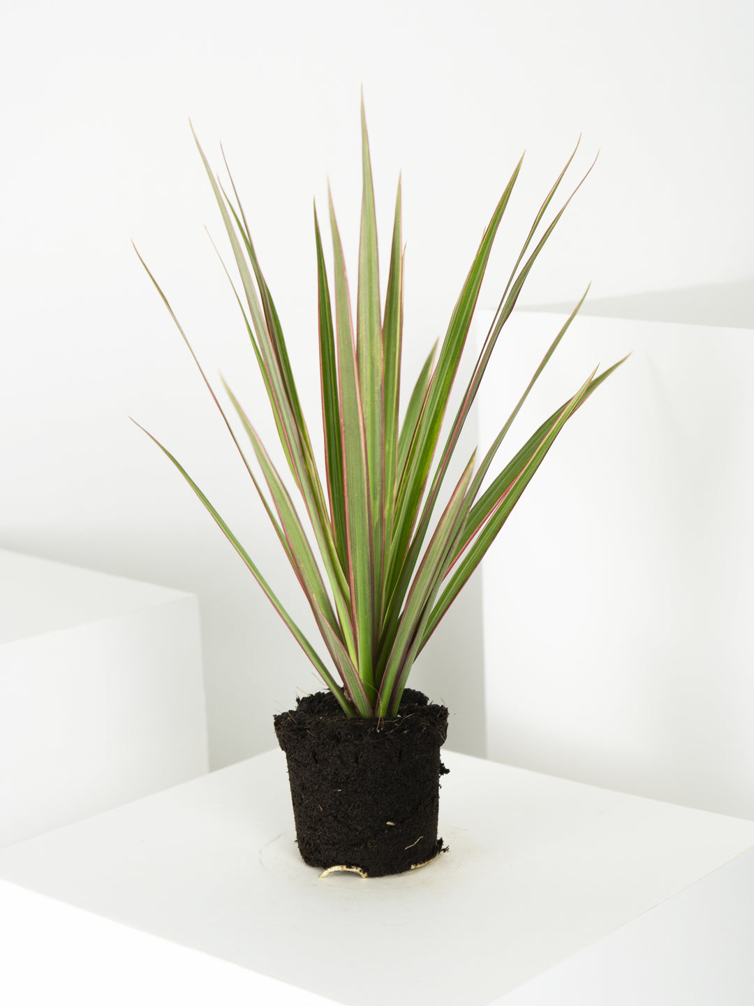 Mini Dracaena Marginata - nāu green