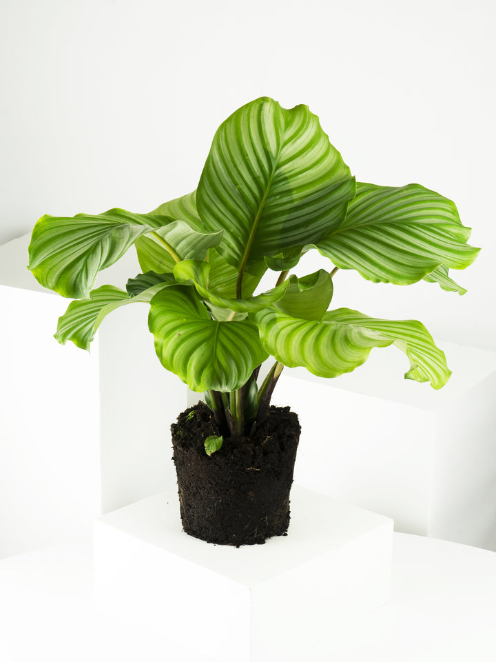 Calathea Orbifolia - nāu green
