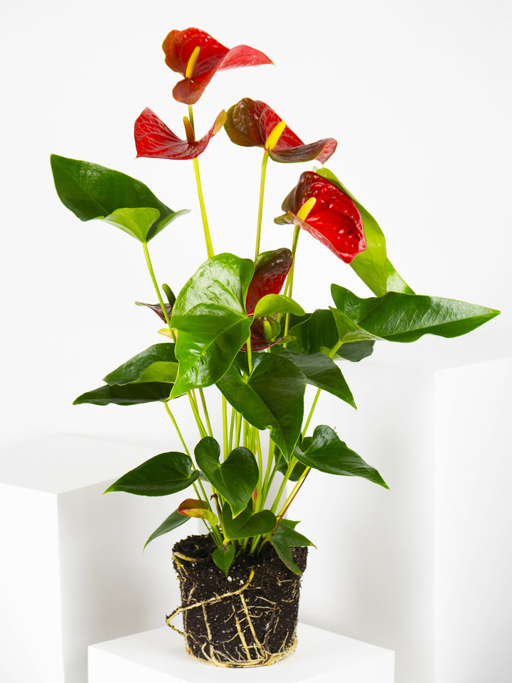 Flor del Amor o Anthurium - nāu green