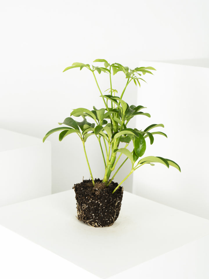 Mini Árbol Paraguas Enano - nāu green