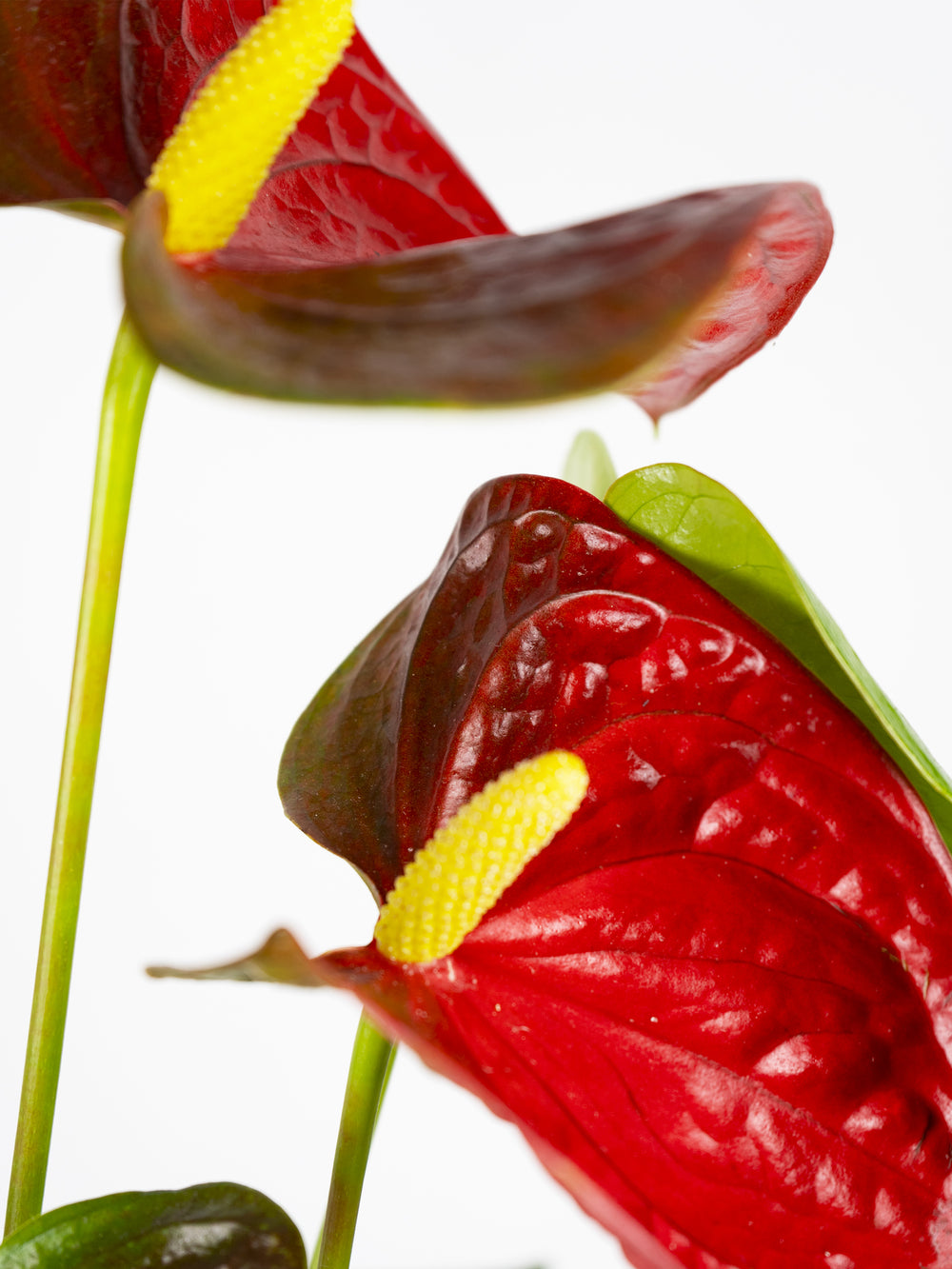 Flor del Amor o Anthurium - nāu green