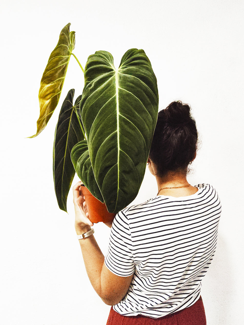 Philodendron Melanochryum - nāu green