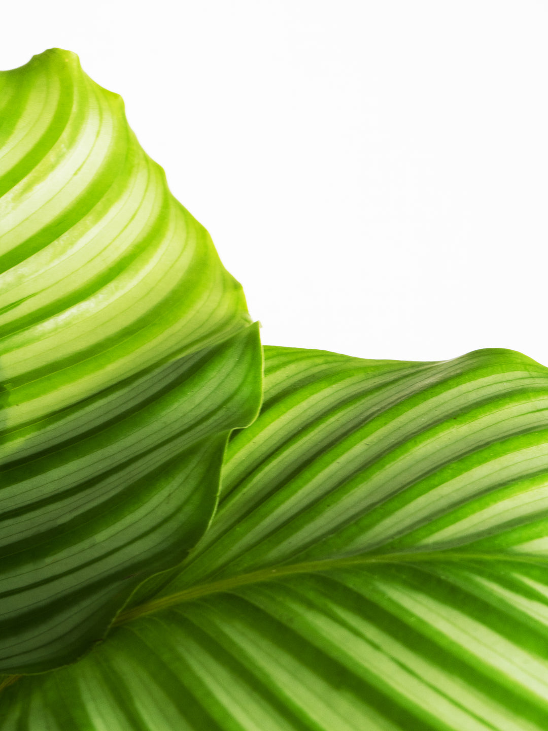 Calathea Orbifolia - nāu green