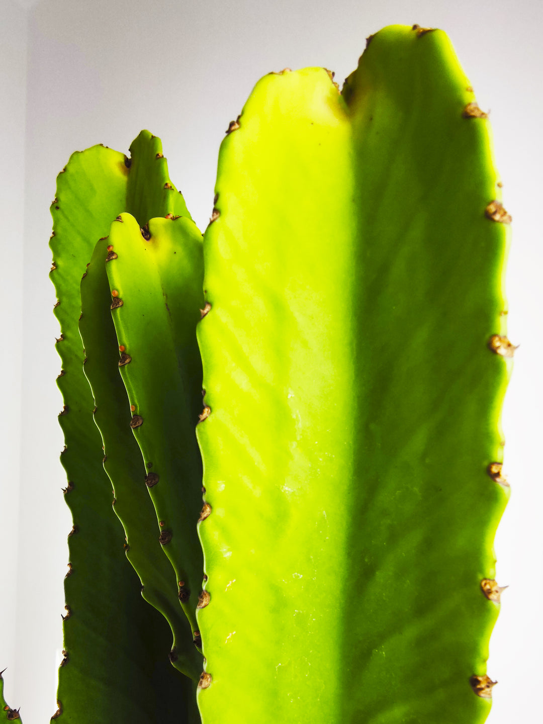 Euphorbia Ingens o Árbol candelabro - nāu green