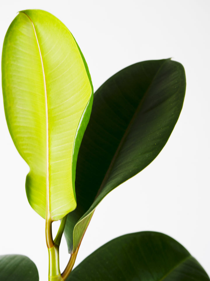 Ficus Robusta o Árbol del Caucho - nāu green