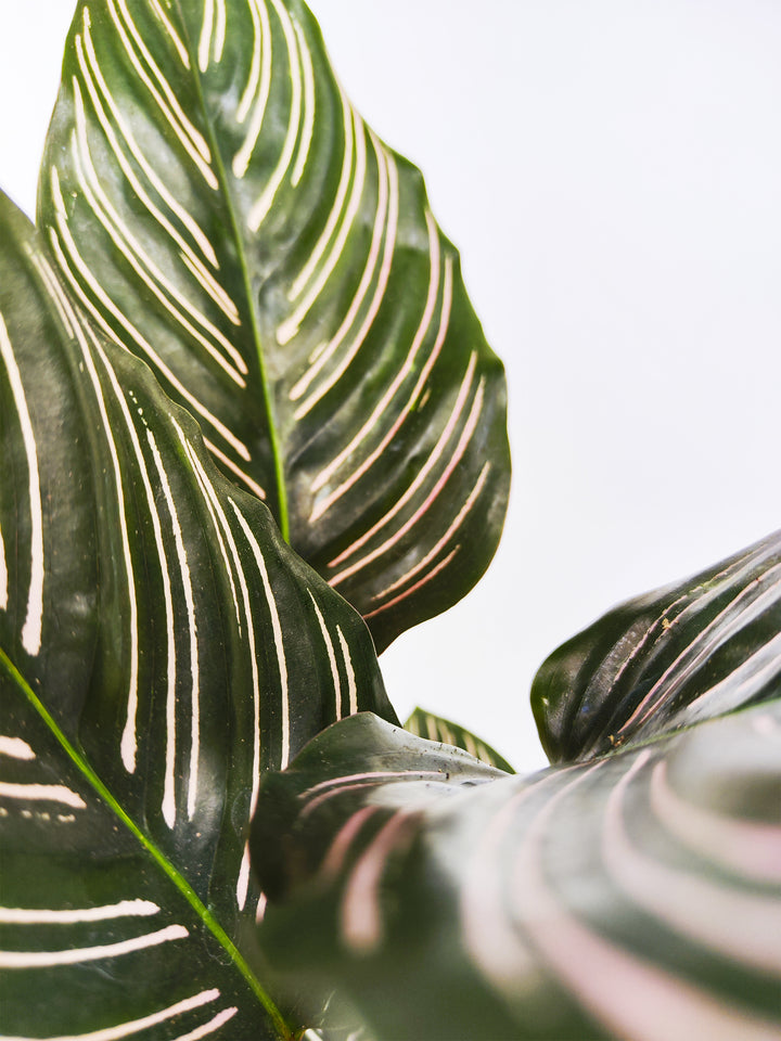 Calathea Ornata o Sanderiana