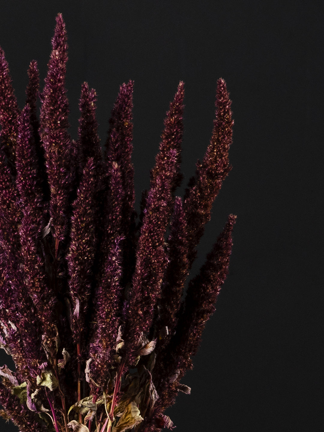 Amaranthus Preservada - nāu green