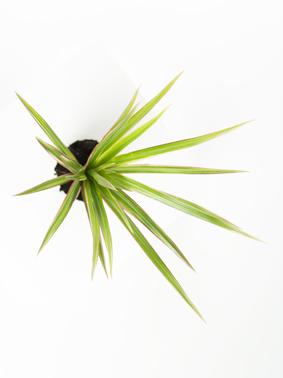 Mini Dracaena Marginata - nāu green