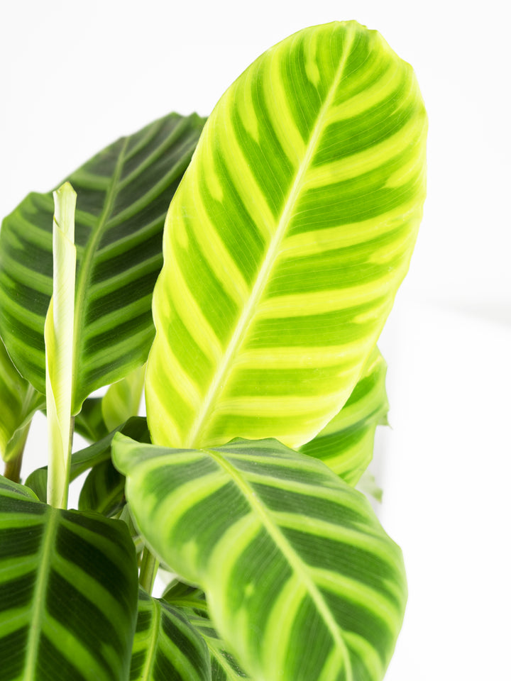 Calathea Zebrina - nāu green