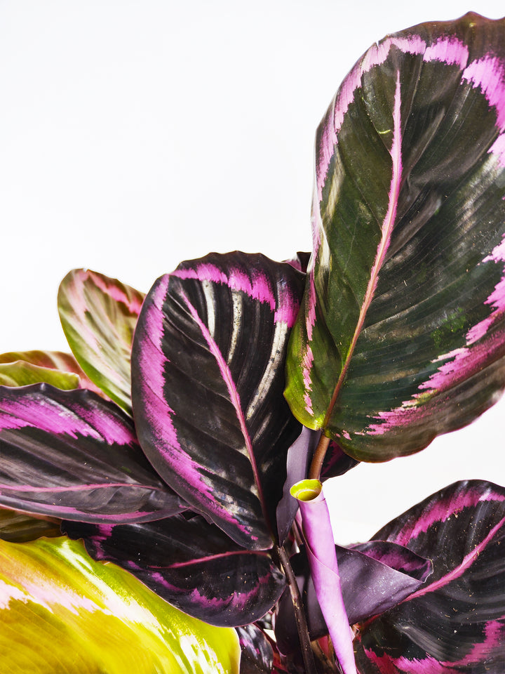 Calathea Roseopicta