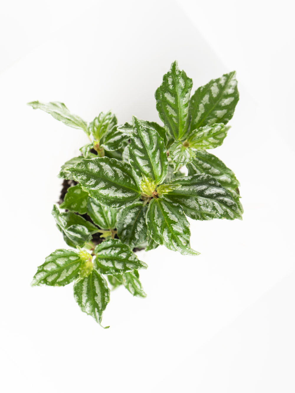 Mini Pilea de Sandía o Cadierei - nāu green