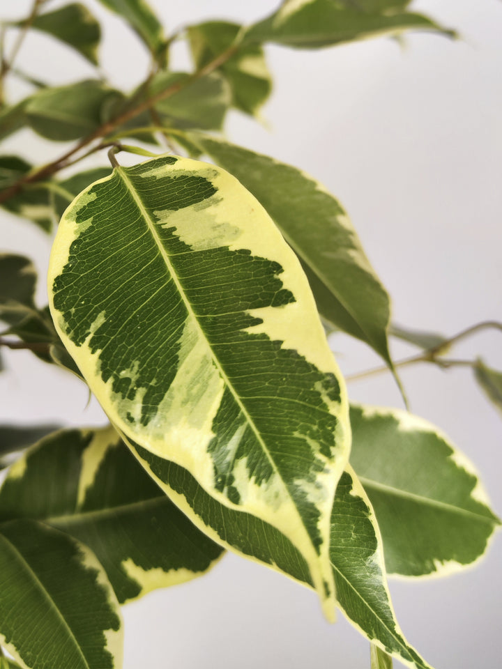 Ficus Golden Grande