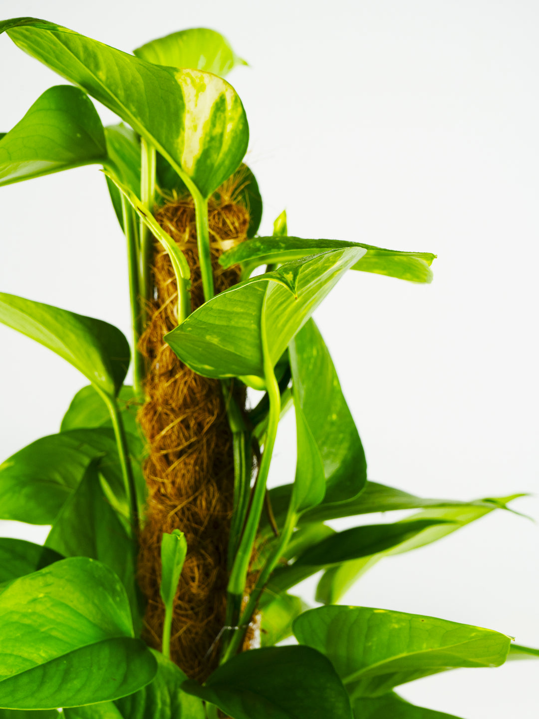 pothos foglie mosce Pothos Mosstok | Plants at Home | Potus