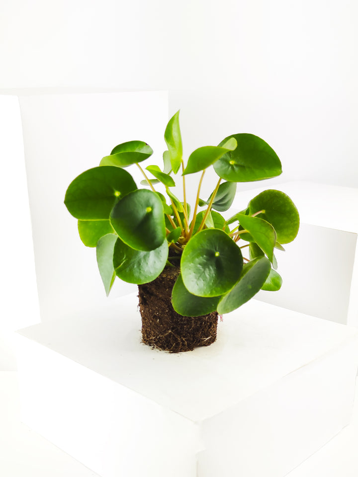 Planta del dinero o Pilea Peperomioides - nāu green