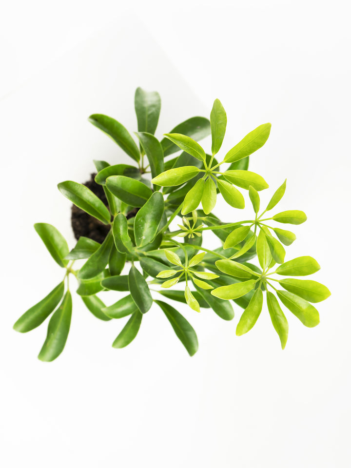Mini Árbol Paraguas Enano - nāu green