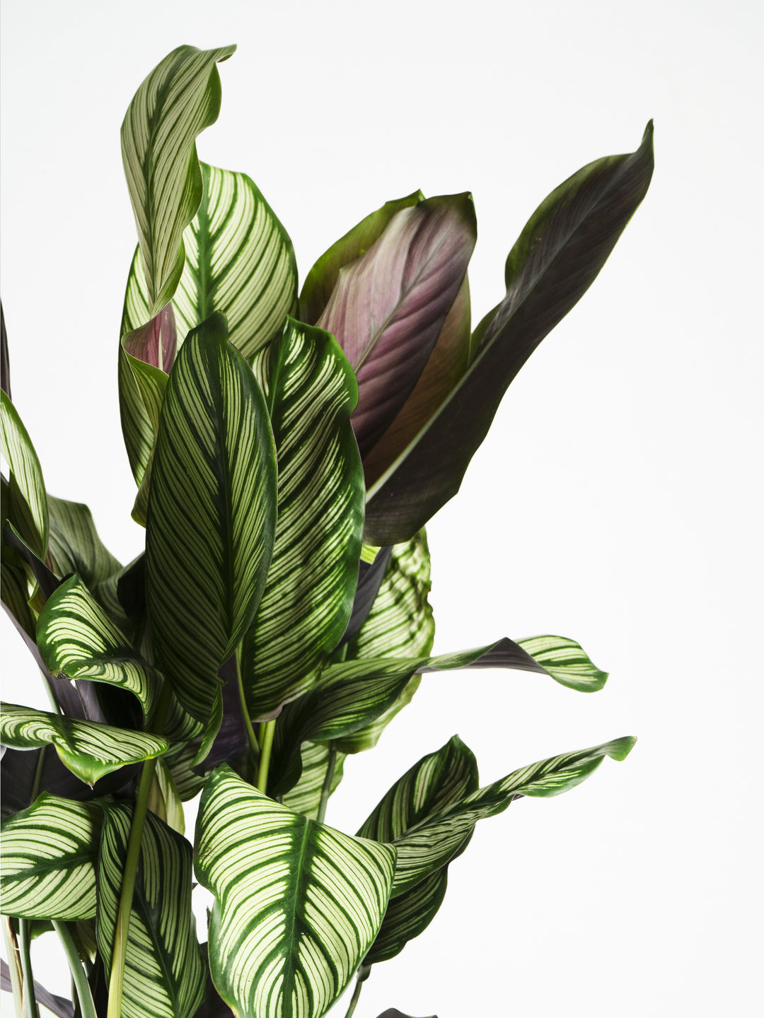 Calathea White Star - nāu green