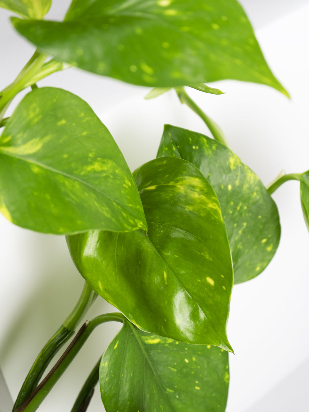 Pothos Colgante - nāu green