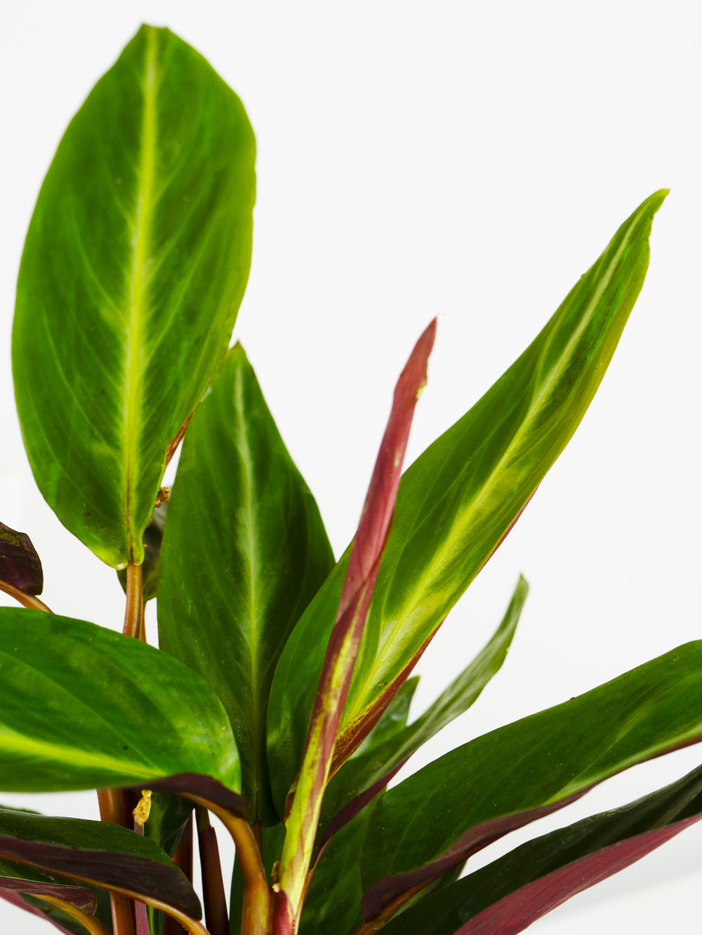 Calathea Sanguínea - nāu green
