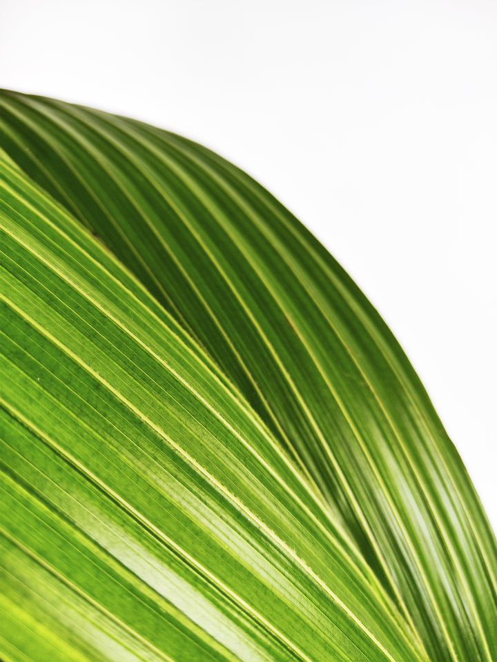 Coco Nucifera or Coconut Tree