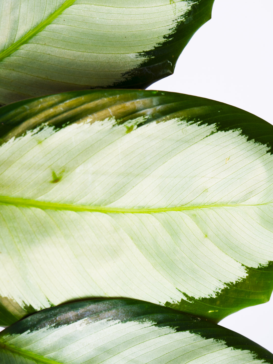 Calathea Argentea - nāu green