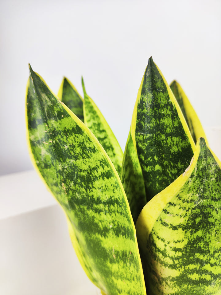 Sansevieria Futura Superba 