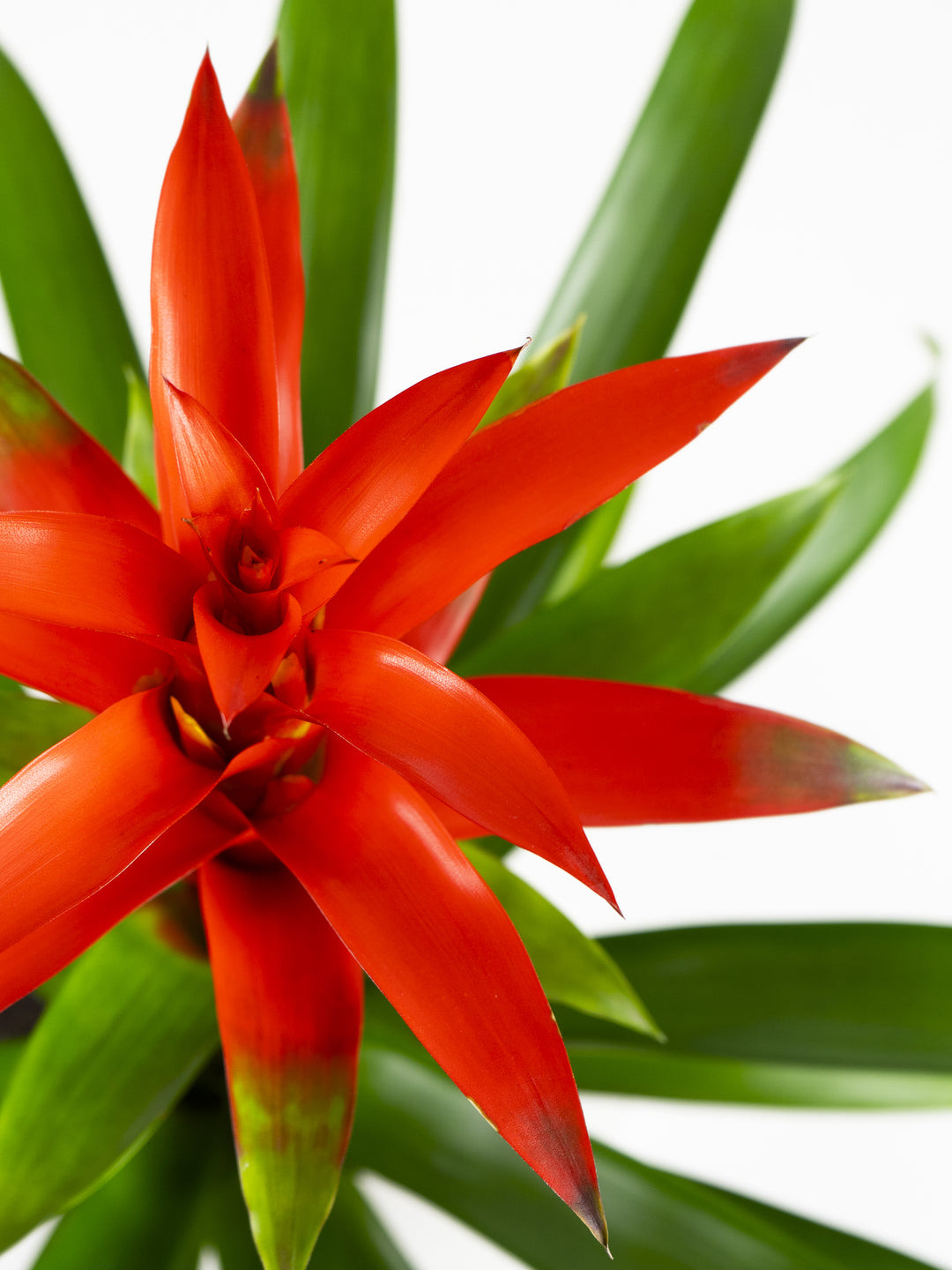 Bromelia Guzmanía - nāu green