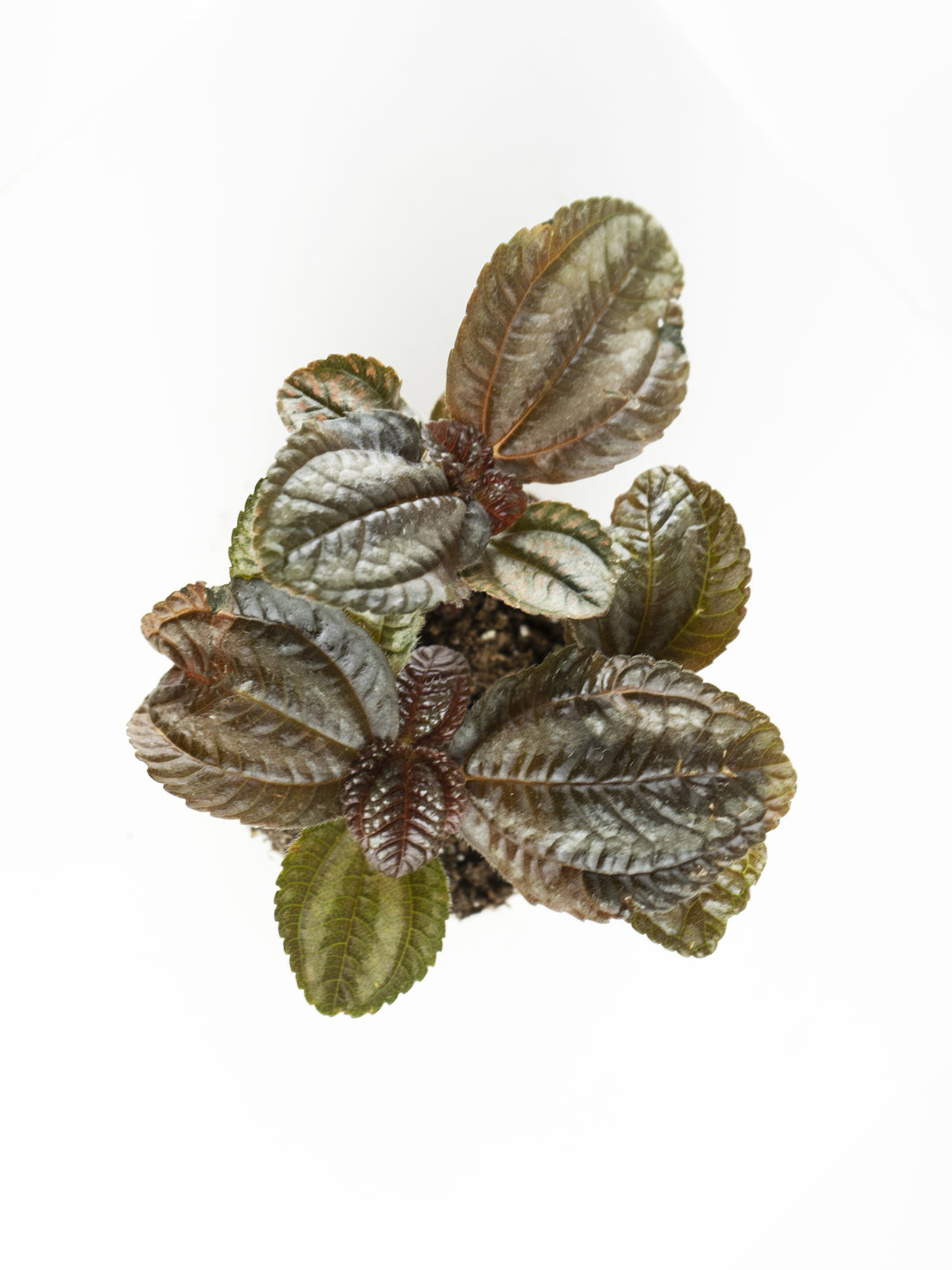 Mini Pilea Involucrata Magenta - nāu green