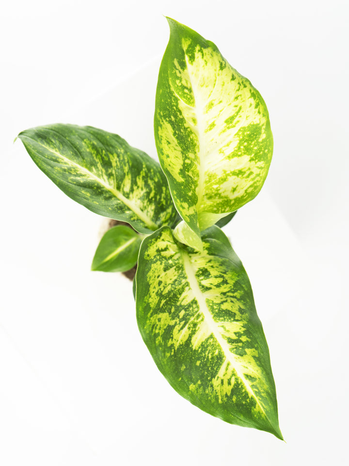 Mini Dieffenbachia Compacta - nāu green