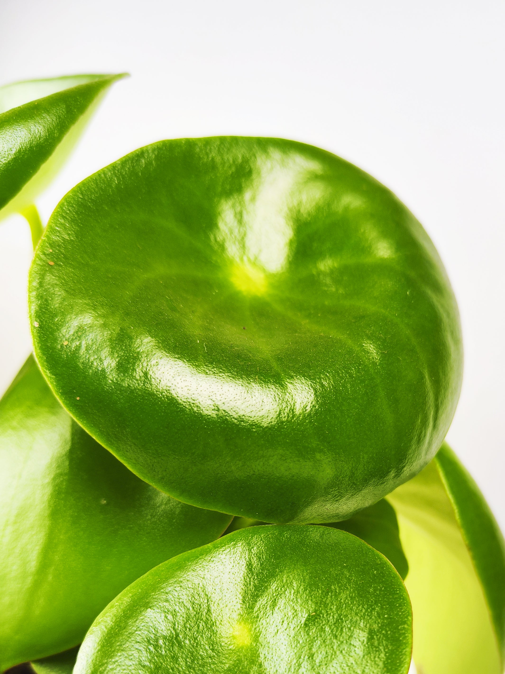 15 Makkelijke kamerplanten voor echte plantenliefhebbers [2024