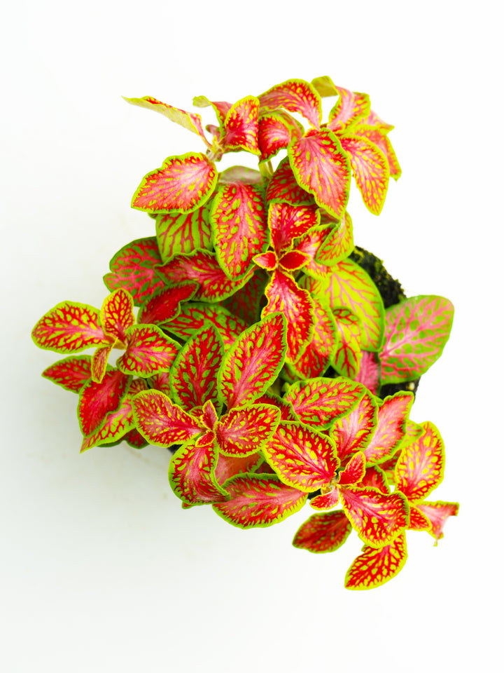 Fitonia Roja con Verde Claro - nāu green