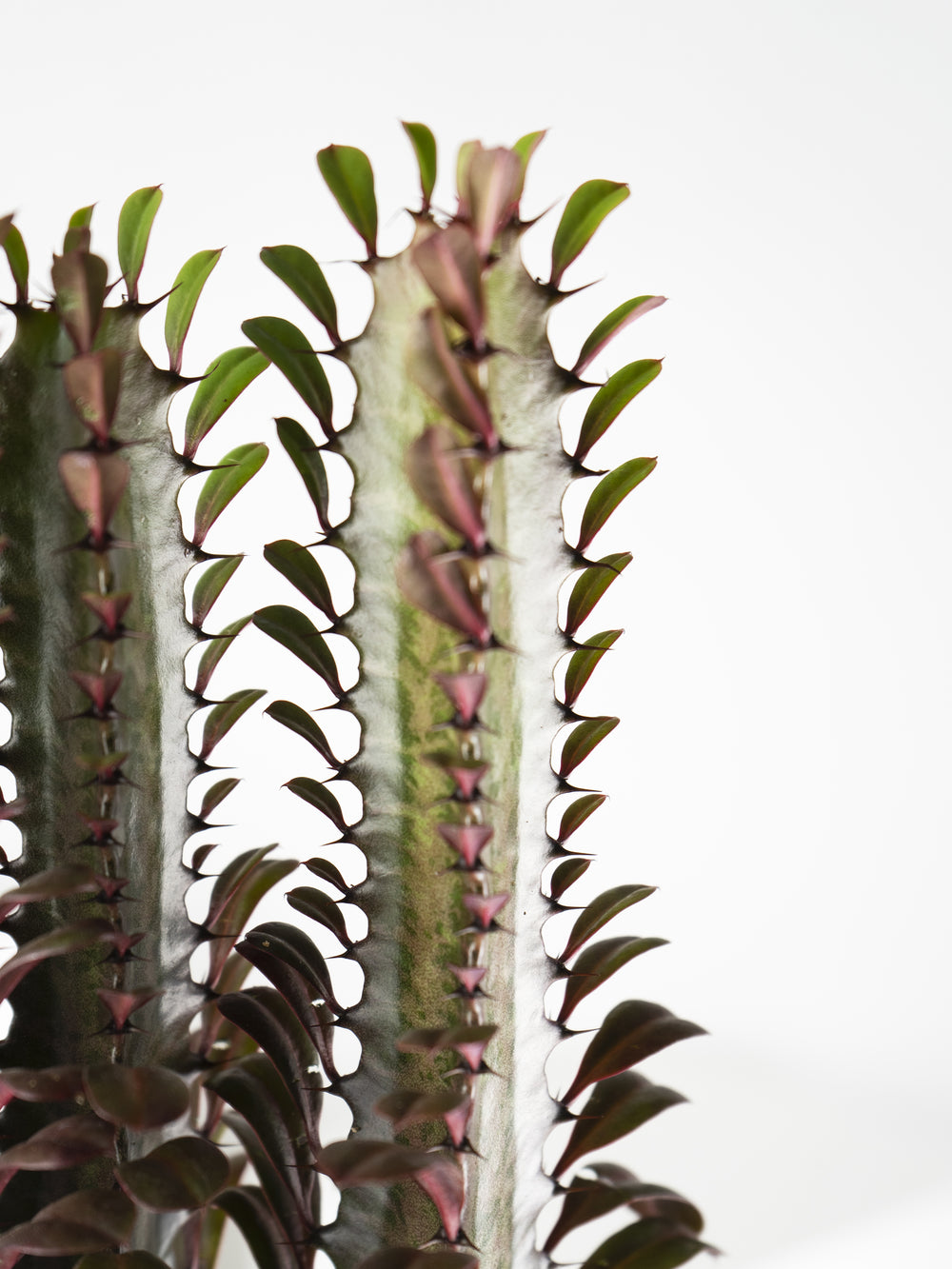 Euphorbia Trigona - nāu green