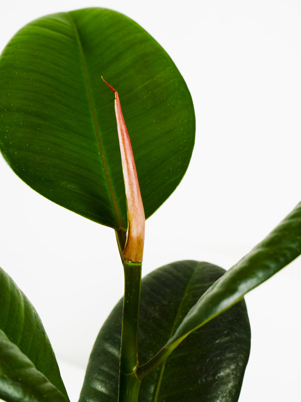 Ficus Robusta o Árbol del Caucho - nāu green