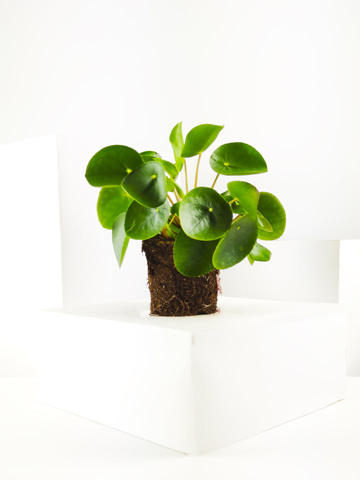 Planta del dinero o Pilea Peperomioides - nāu green