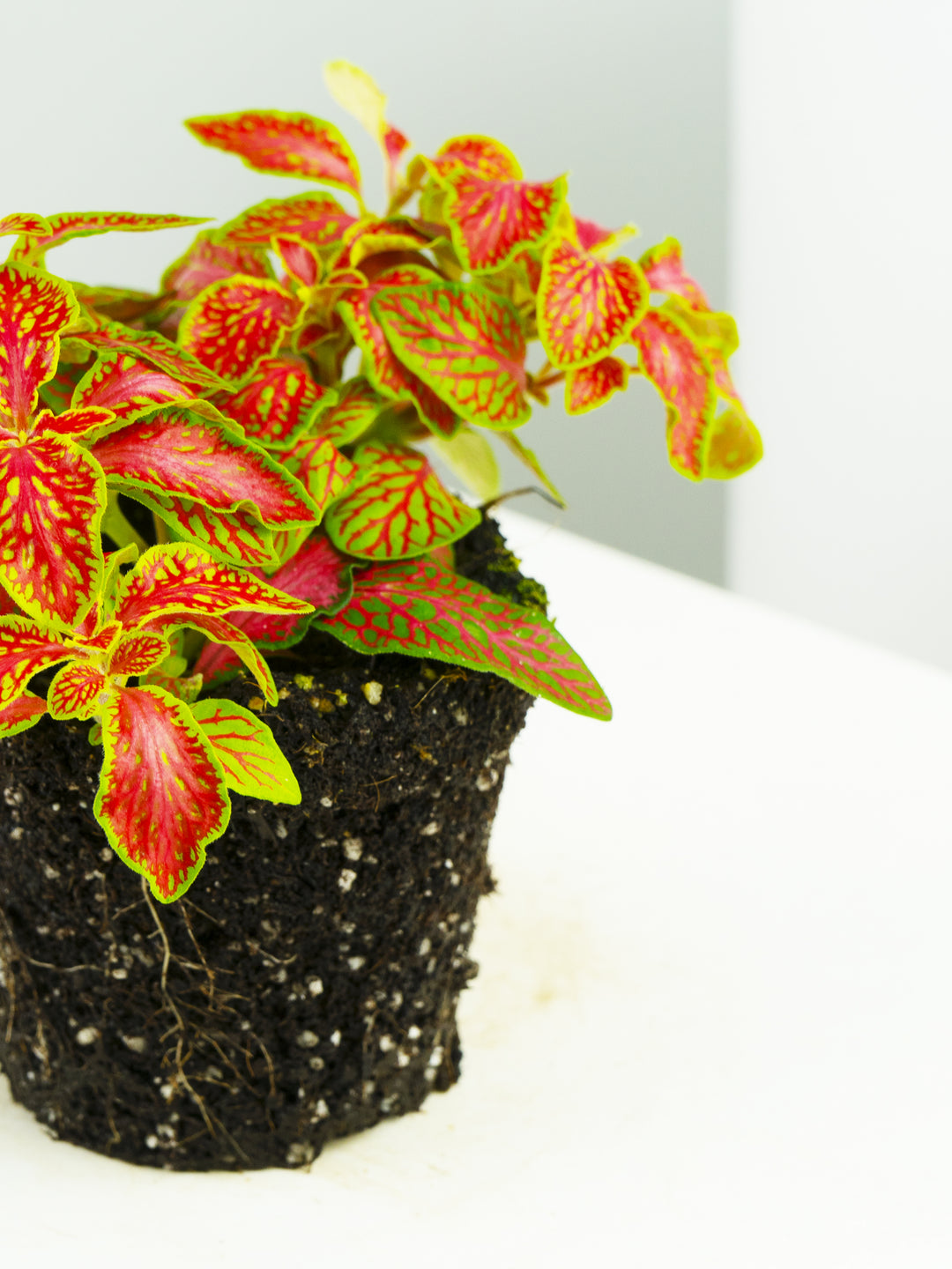 Fitonia Roja con Verde Claro - nāu green