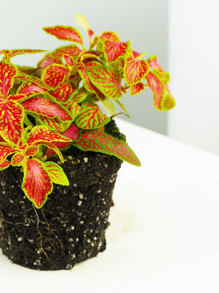 Fitonia Roja con Verde Claro - nāu green