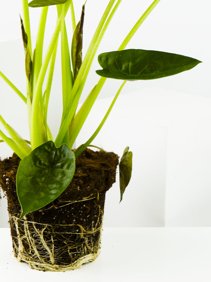 Alocasia Wentii - nāu green